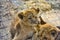 Young lions play with each other in a cage at the zoo