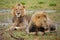 Young lions resting in the rain