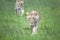 Young Lions stalking through the plains of the Masaai Mara