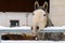 Young Lipizzan Horse standing behind metal fence