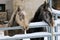 Young Lipizzan Horses standing behind metal fence