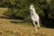 Young lipizzaner mare galloping on pasture in late summer afternoon