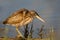 Young little bittern hunting on the water.