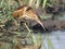 Young little bittern hunting on the water.