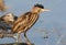 Young little bittern hunting on the water.