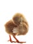 Young little chick baby preen wing plumage feather isolated on w