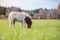 Young little cute horse in a farm with green grass background in