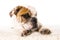 Young little French Bulldog cub dog lying on bed at home looking curious at the camera