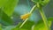 Young little green cucumber with a flower on the end in the summer garden