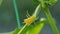 Young little green cucumber with a flower on the end in the summer garden