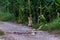 Young, little juvenile red fox on gravel path on edge of a corn field