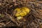 Young little mushroom Tricholoma equestre in pine forest closeup.