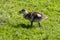 Young, little  Nil goose chicks on a meadow