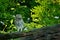 The young Little Owls Athene noctula perched on a roof of a barn with green leaves in athe background