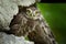 The young Little Owls Athene noctula perched on a roof of a barn with green leaves in athe background