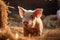 a young little pig stands in straw on a farm. household