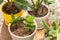 Young little plant zamiokulkas in pot closeup. Different houseplants in pots at home