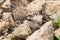 The young Little Ringed Plover disguise beside stone