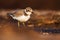 Young little ringed plover wading in swamp in summer at sunrise.