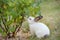 Young little white rabbit tries leaves of currant bush with curiosity