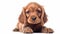 Young and lively Cocker Spaniel pup playing on white background.