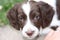 A young liver and white working type english springer spaniel pet