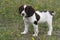 A young liver and white working type english springer spaniel pet