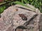 Young lizard basking in the sun. Lacerta agilis. Sand lizard