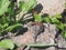 Young lizard basking in the sun. Lacerta agilis. Sand lizard