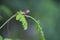 Young lizard climbs on moringa leaves.