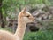 Young llama vicuna portrait