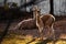 A young llamastands in backlight, a young slender animal on the