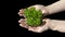 Young lobelia seedlings in beautiful female hands on a black background. A photo symbolizing the beginning of a new business,