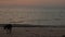 Young lonely dog on a beach after sunset