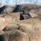 Young, lonely gorilla sitting on rocks