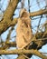 A young long-eared owl sits on a branch