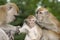 Young Long Tail Macaque Being Groomed