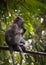 Young Long-tailed macaque monkey sitting on tree branch, taken on Langkawi island, Malaysia