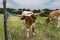 Young Longhorn calf looking curiously at camera