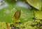 Young lotus water lily flower reborn from water surface