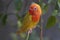 A young lovebird is perched on a tree trunk.