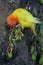 A young lovebird is perched on a tree trunk.