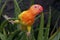 A young lovebird is perched on a tree trunk.