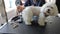 Young loving woman cuts with scissors for profiling wool. White little French lap-dog sits quietly on the veterinary