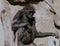 Young Lowland Gorilla Portrait - Bio Park Zoo, NM