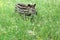 Young lowland tapir