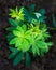 Young lupine plant over soil background