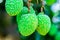 Young Lychee Fruit on the tree, Asia Fruit.