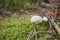 Young Lycoperdon perlatum grown up inside a forest