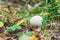 Young Lycoperdon perlatum mushroom known as common puffball.